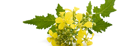 L'huile végétale de Moutarde